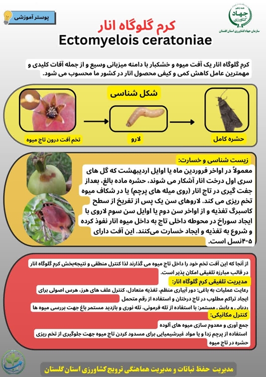 کرم گلوگاه انار 